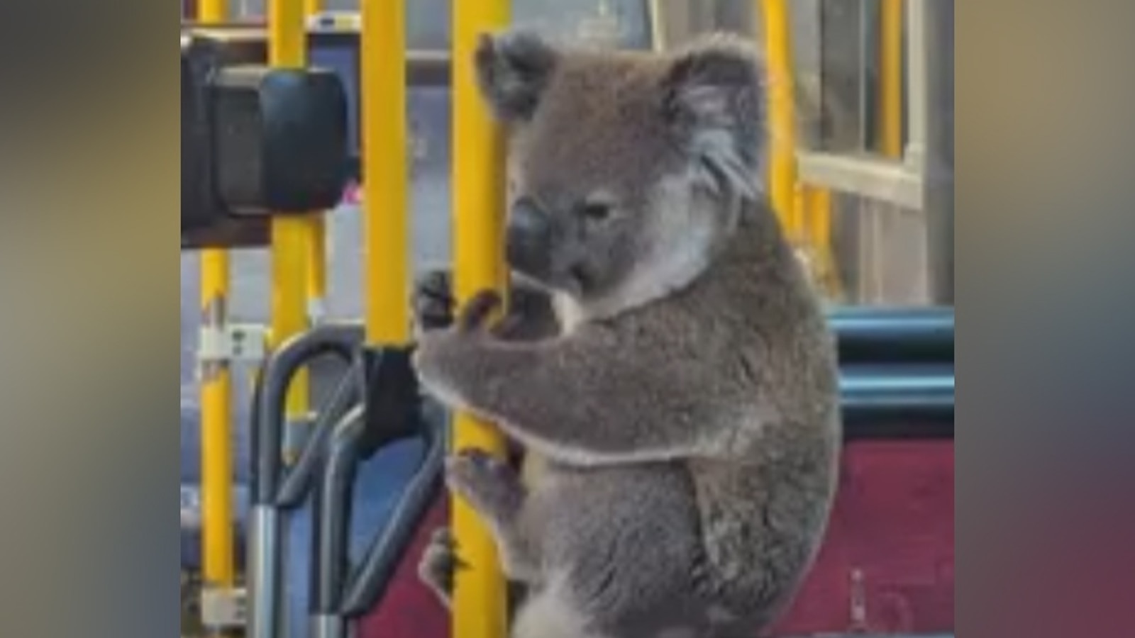 Koala Gets a Lift: Rescued Animal Rides Bus to Safety