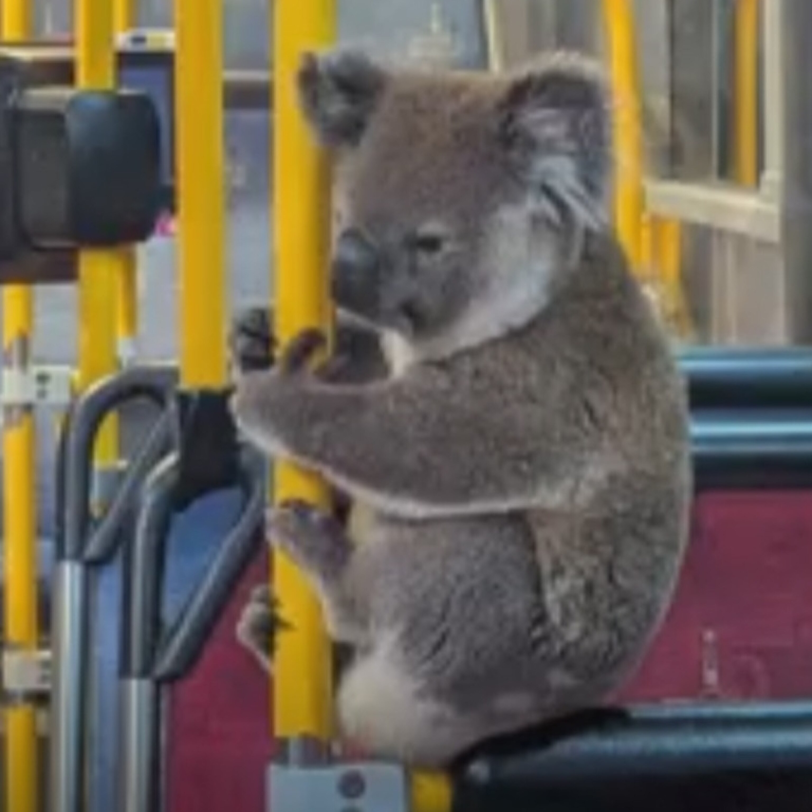 koala-2-ht-er- koala-2-ht-er-