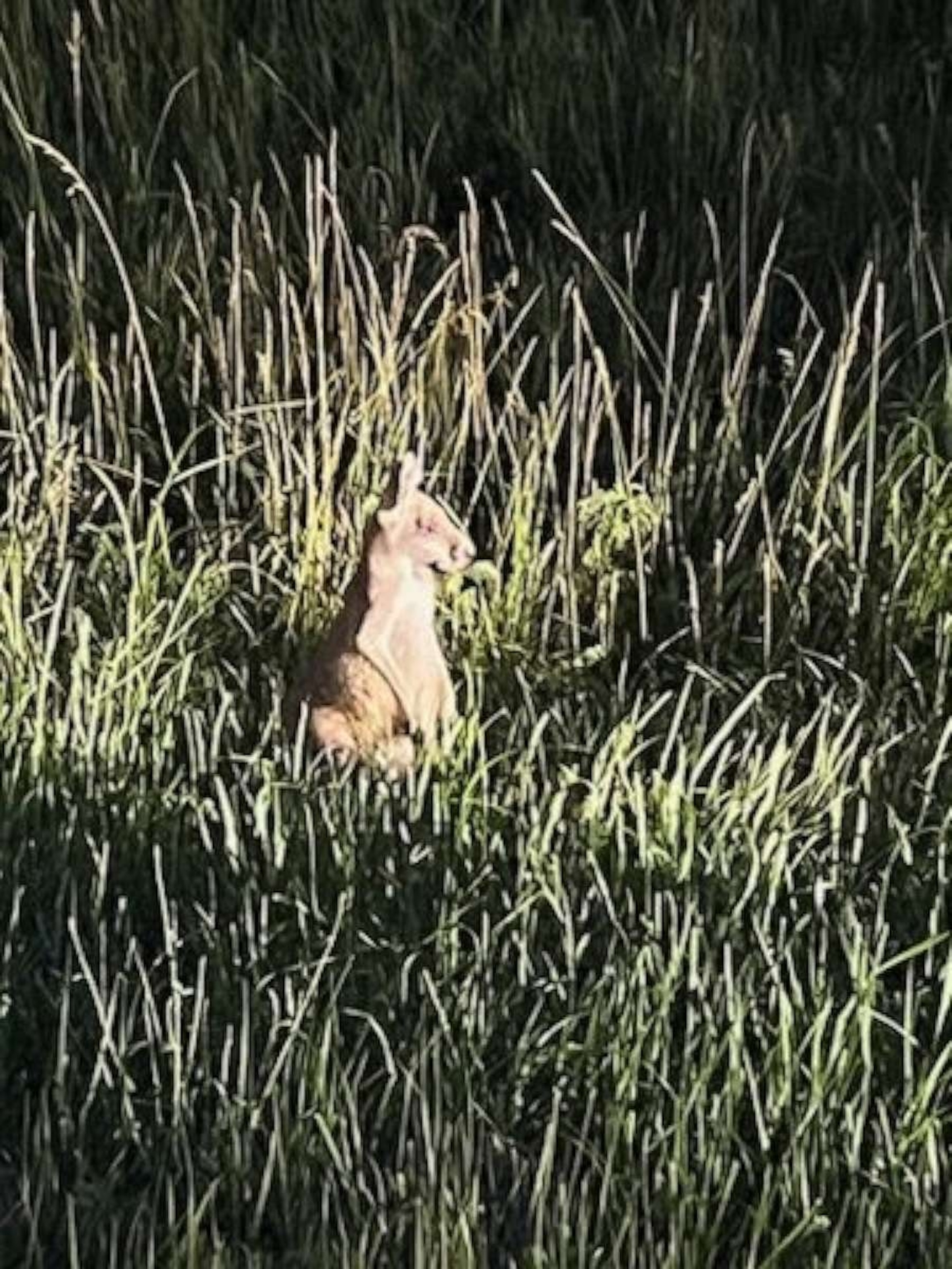 PHOTO: Police and animal control officers in Edwardsville, Kansas, worked together with the Bonner Springs Police Department on Wednesday, June 28, 2023, to rescue an injured kangaroo off the side of a major highway.