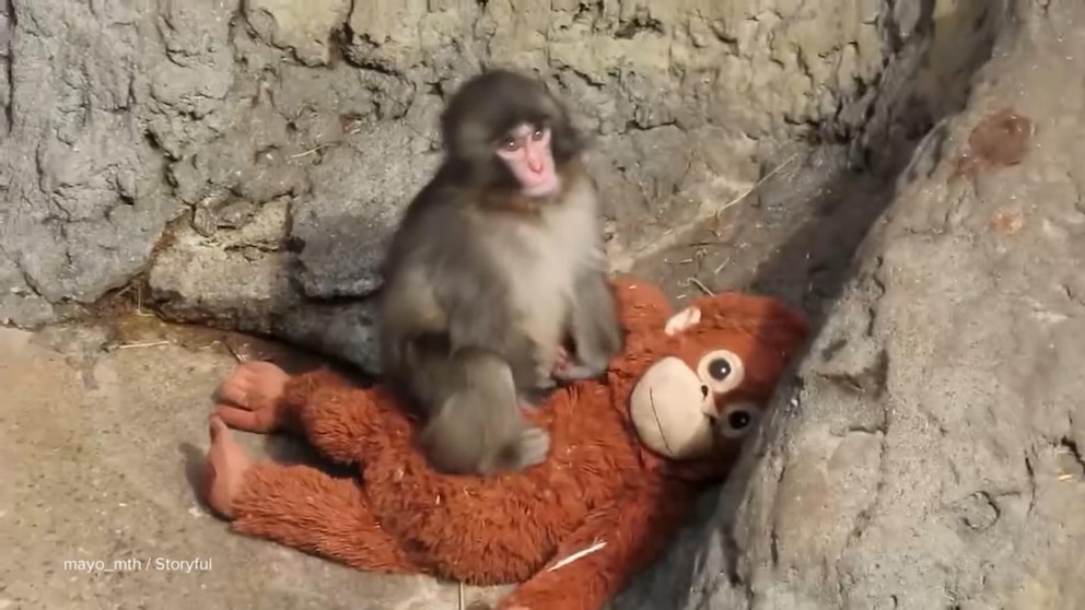 WATCH: Punch the Monkey celebrates 1st birthday