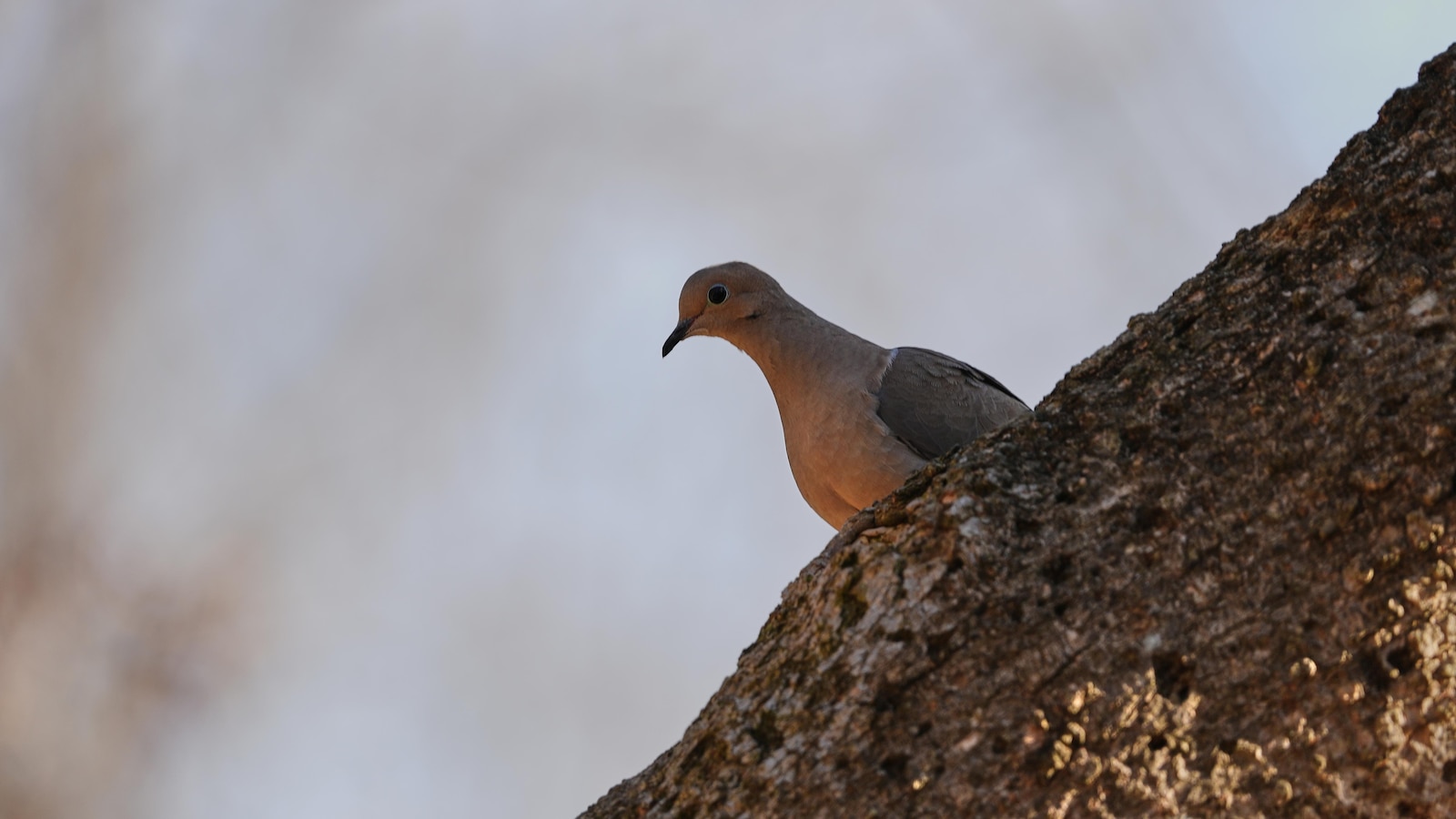 Shrinking North American bird population getting worse faster. Experts blame this