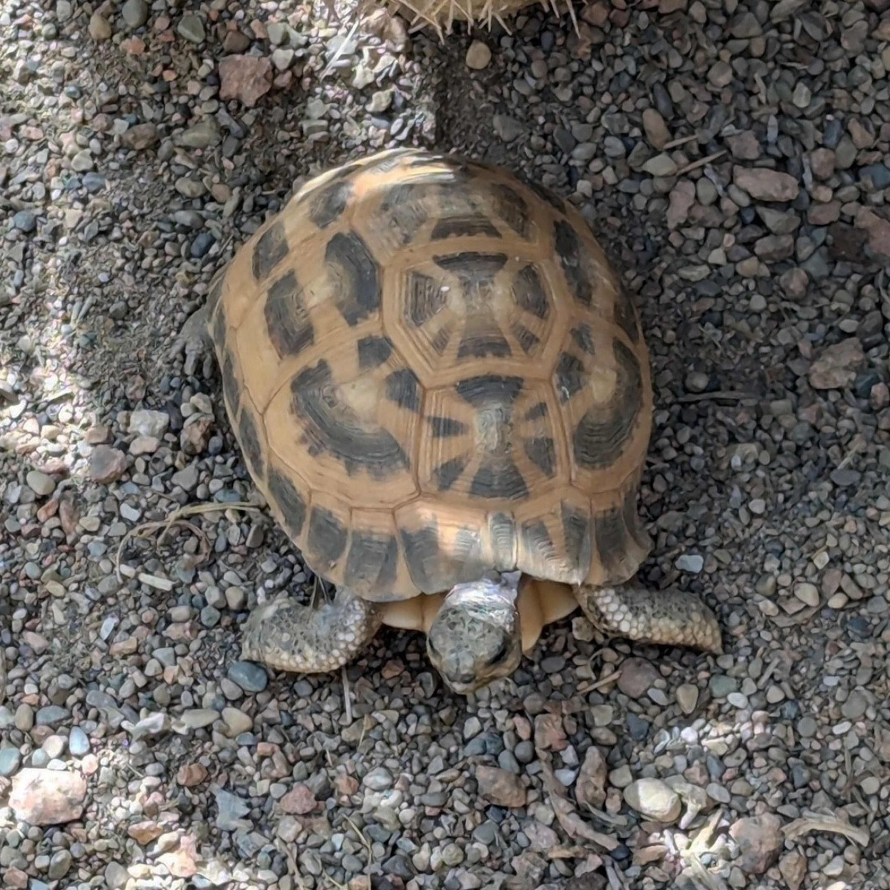 2 critically endangered tortoises stolen from Indianapolis Zoo 'safely(00)