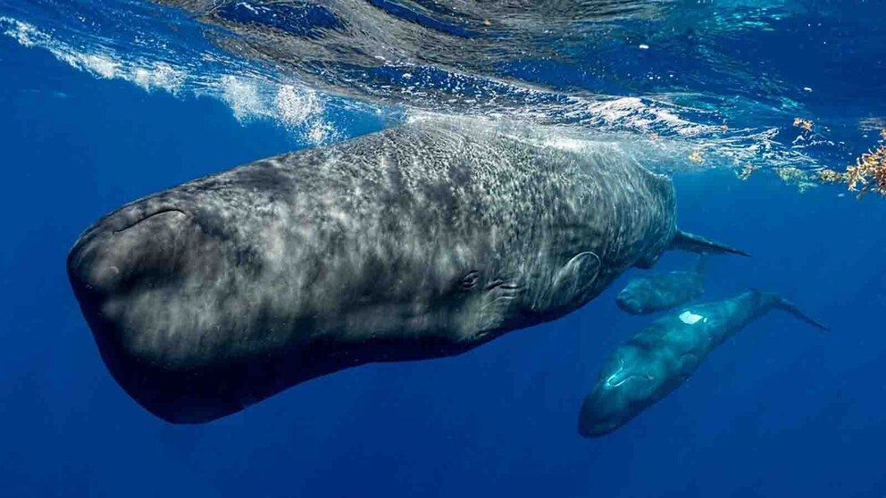 Video Sperm whales communicate through 'complex phonetic alphabet,' study finds