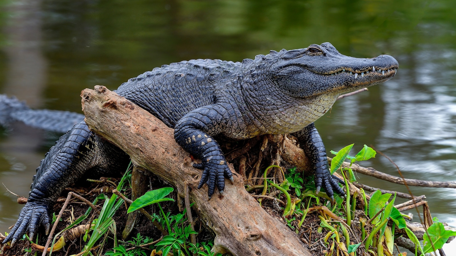 Woman attacked by alligator while swimming with dog, boyfriend: Sheriff