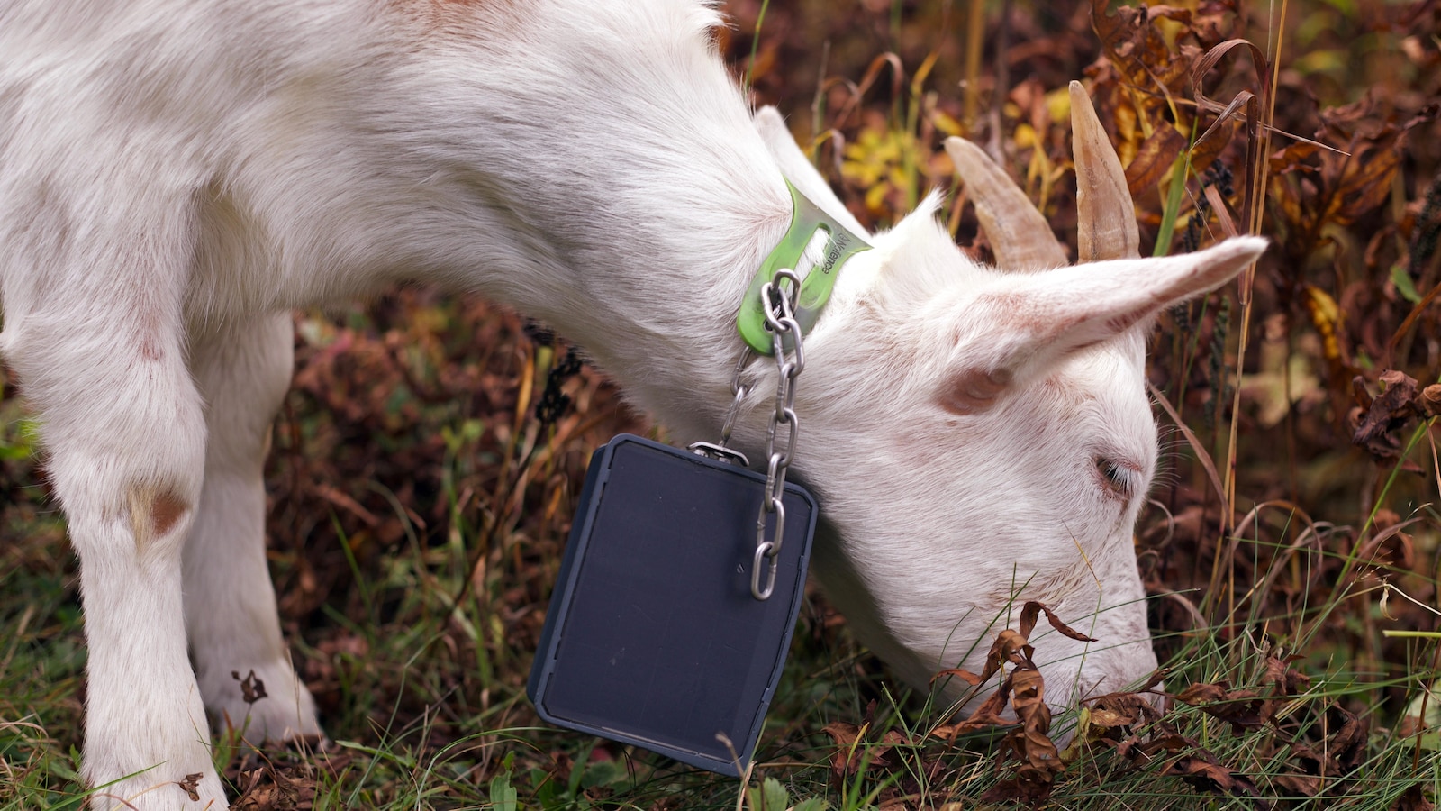 Livestock landscaping: Vermont ski areas employ goats and sheep to clear the slopes
