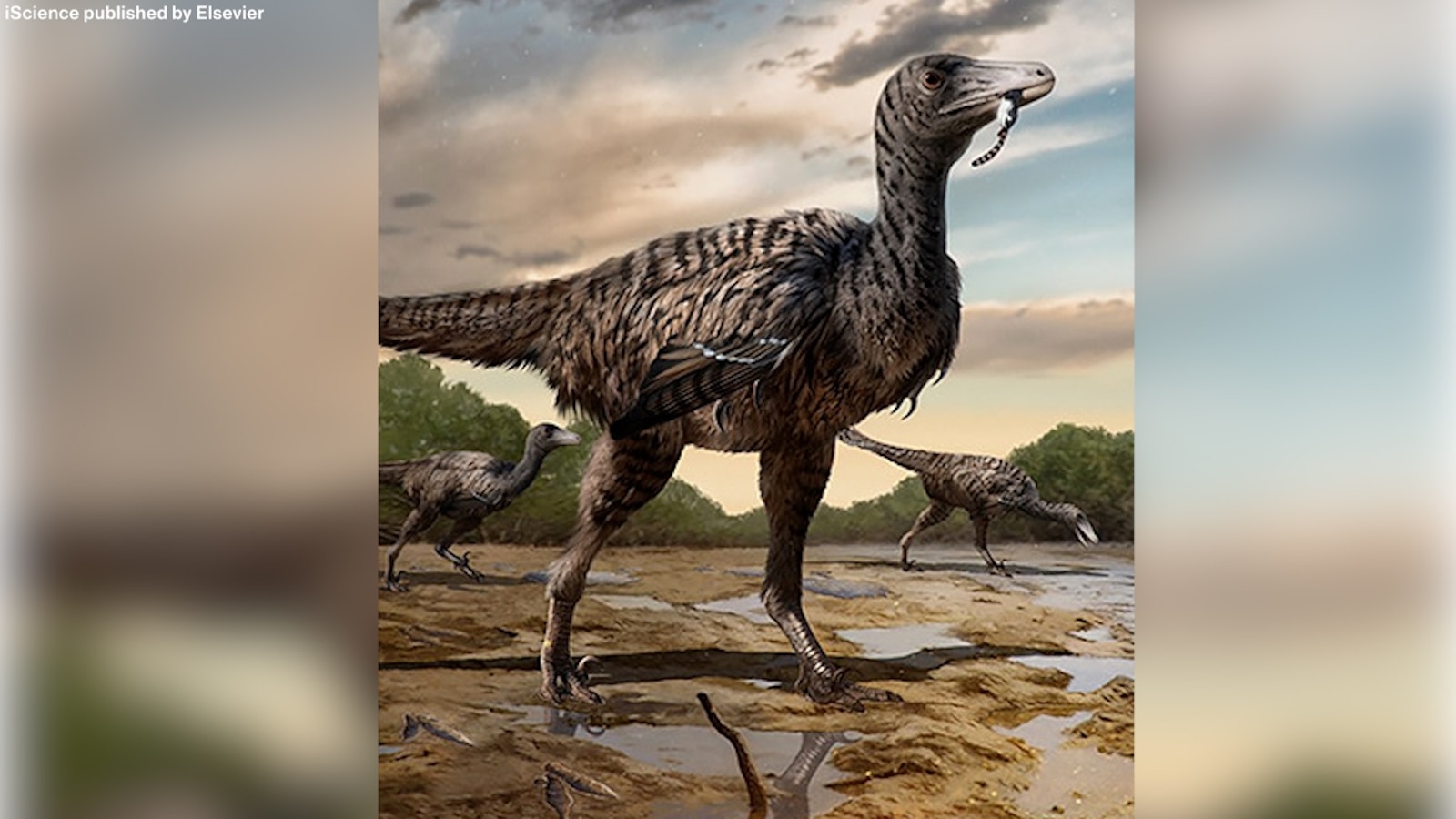 Video New fossil footprints suggest large relative of well-known  velociraptor - ABC News, image size:1600x900