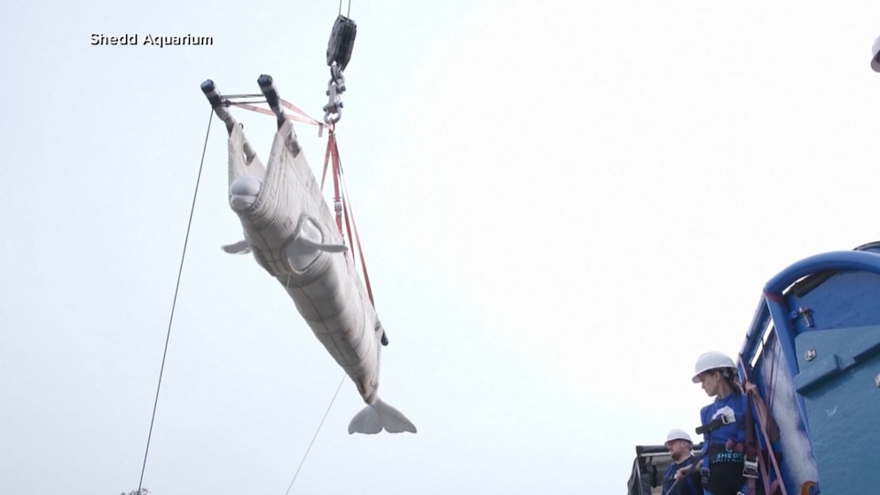 WATCH: Race to rescue beluga whales from defunct Canadian marine park