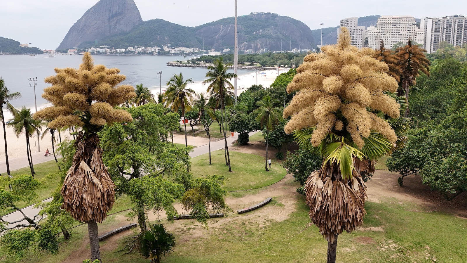 Decades-old palm trees in Rio de Janeiro flower for the first — and only — time