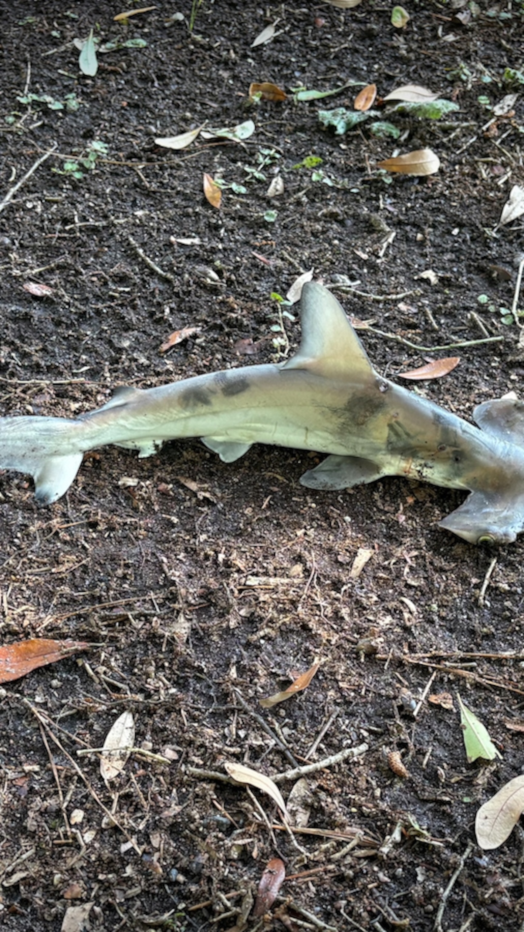 Hammer Head Shark 廃盤2枚 Wholesale Zibo Handblown Art Glass - Hammer Head Shark