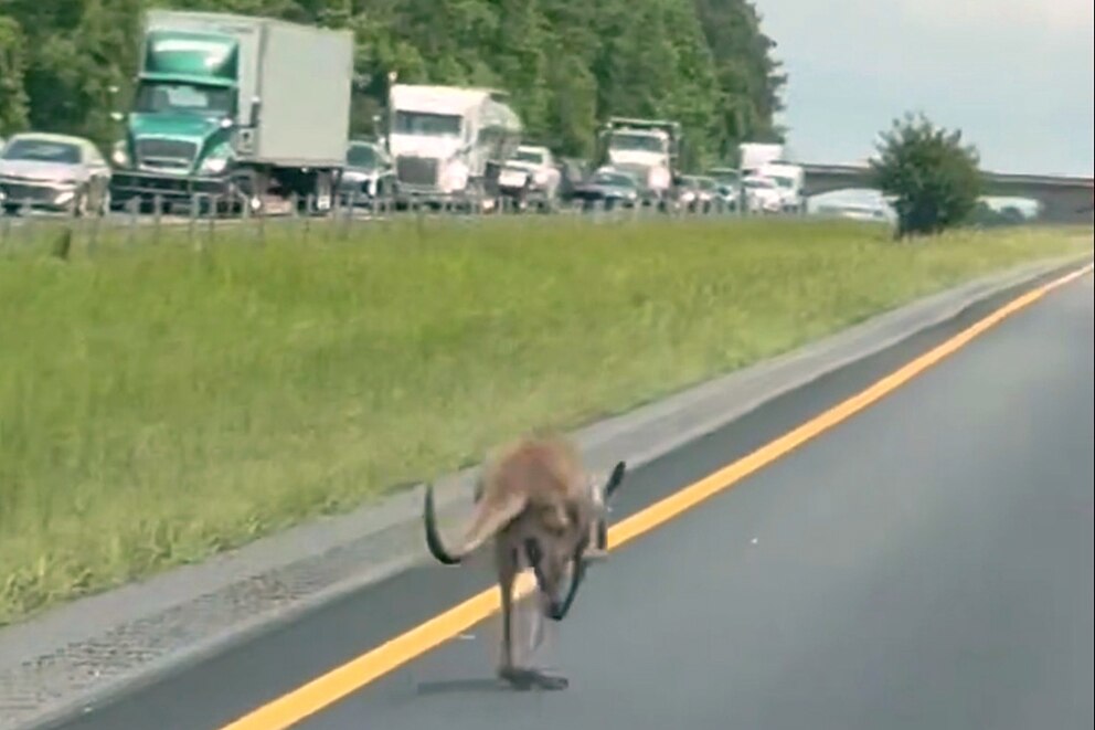 PHOTO: Escaped Kangaroo