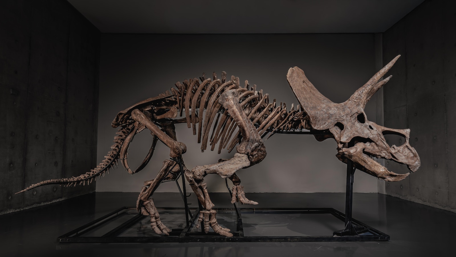 Triceratops skeleton 'Trey' to hit the auction block as dinosaur market soars