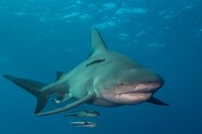 Bull Shark Photos 500 Pound Bull Shark Caught Off Florida Coast WINK