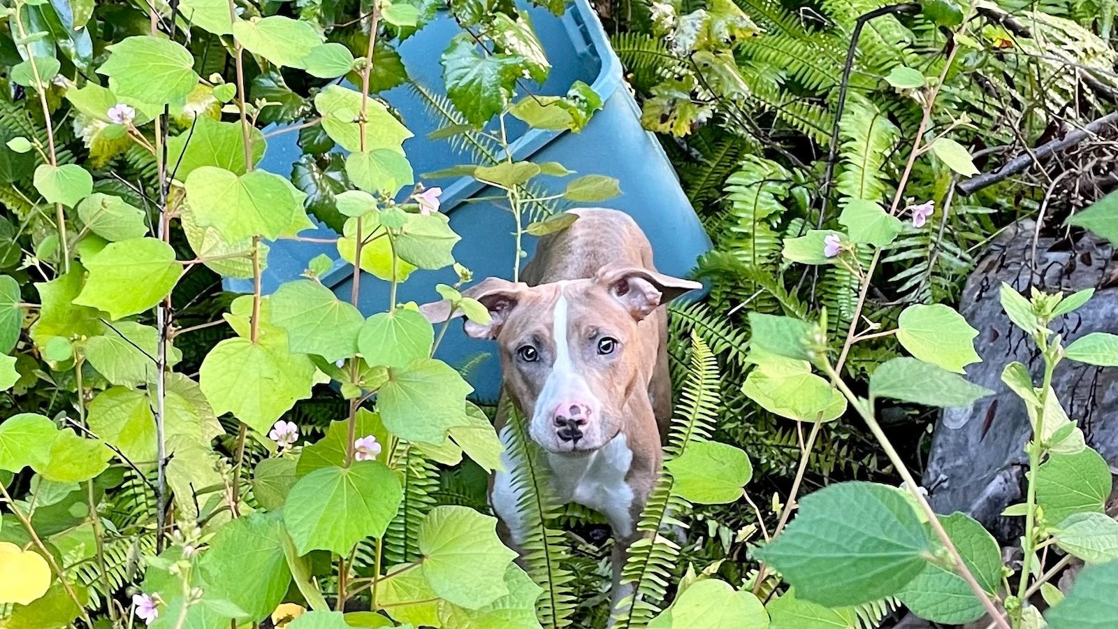 Dog rescued after being thrown off bridge from moving car in plastic ...