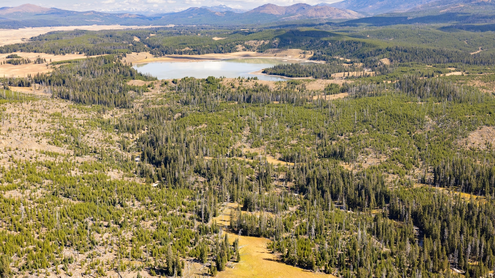 Bear attack on hiker closes trail in Yellowstone