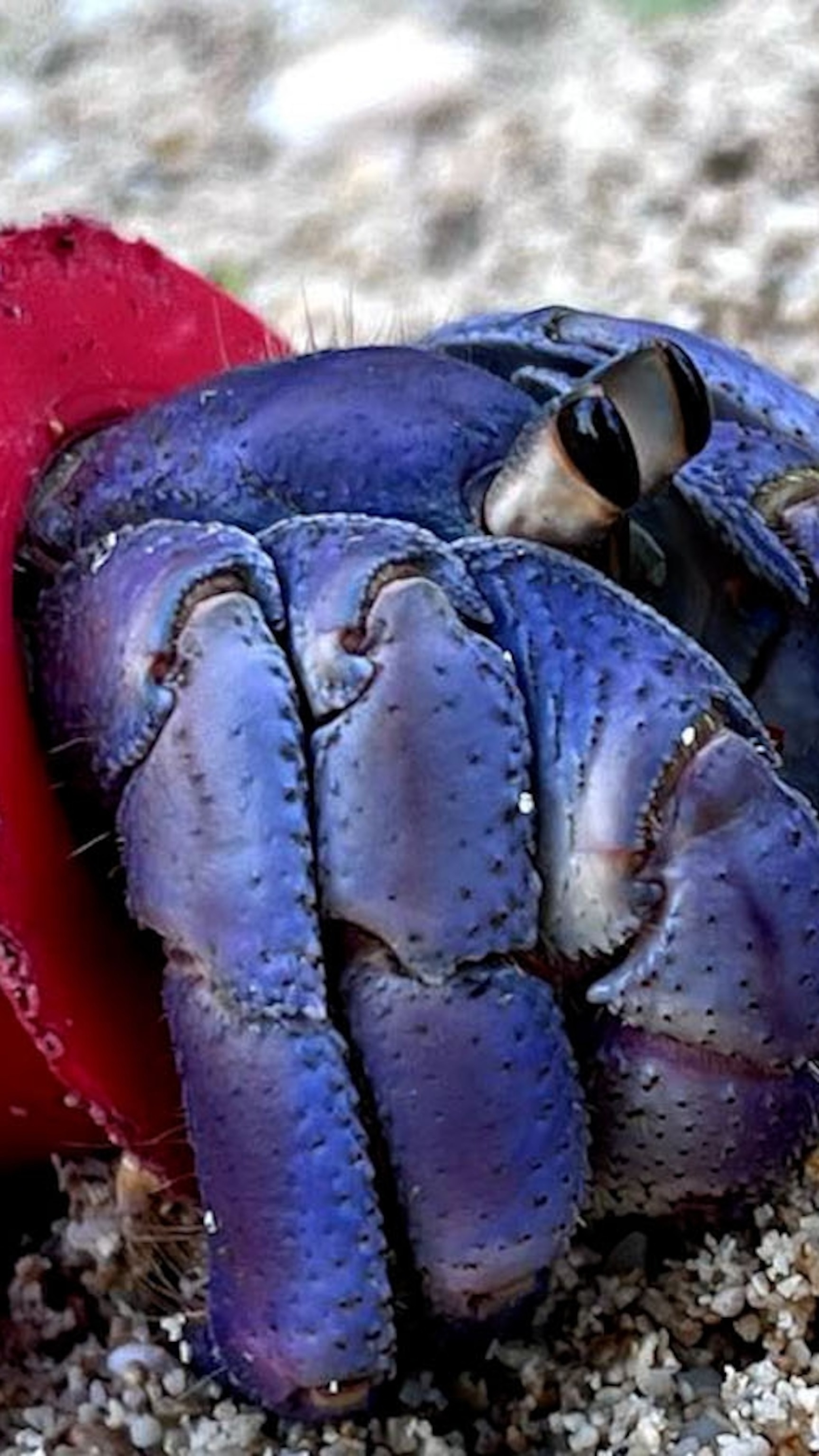 Video Photographer saves hermit crabs living in 'beach trash homes