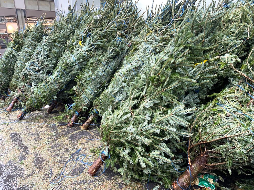 PHOTO: Fresh cut Christmas Trees for sale, Manhattan, New York