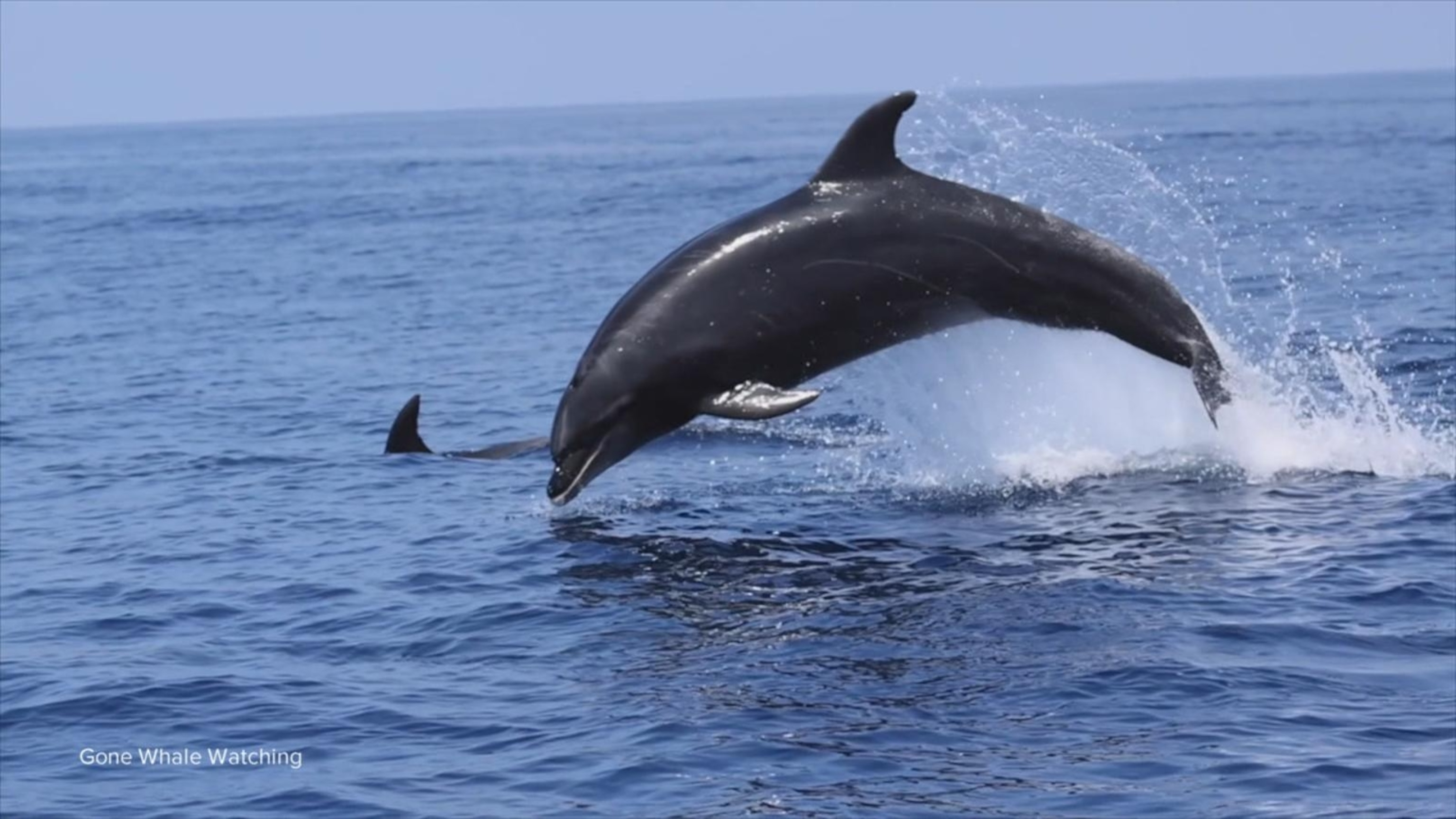 Video Video captures Dolphins doing Olympic style jumps off the
