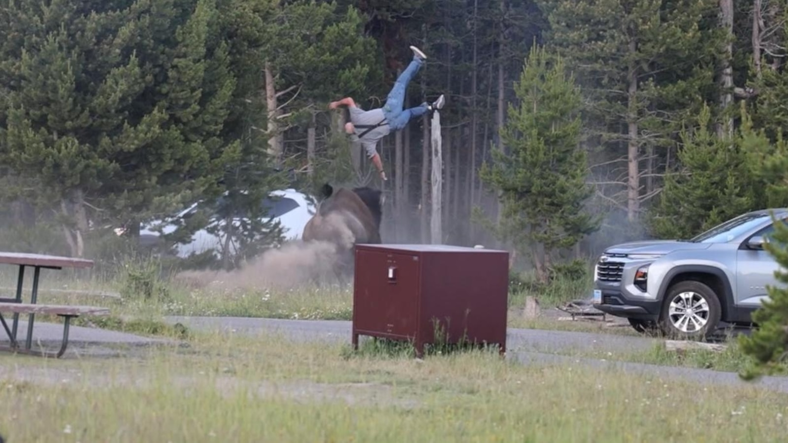 Photographer details bison attack at Yellowstone Park
