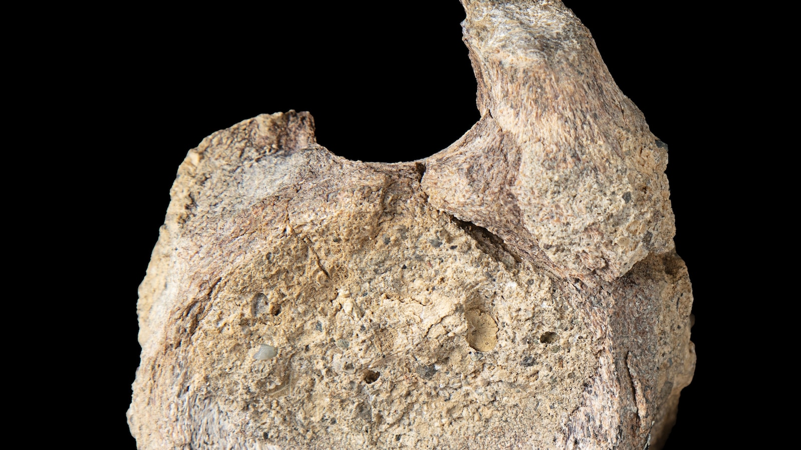 A rare dinosaur fossil from Antarctica is found tucked away in a drawer