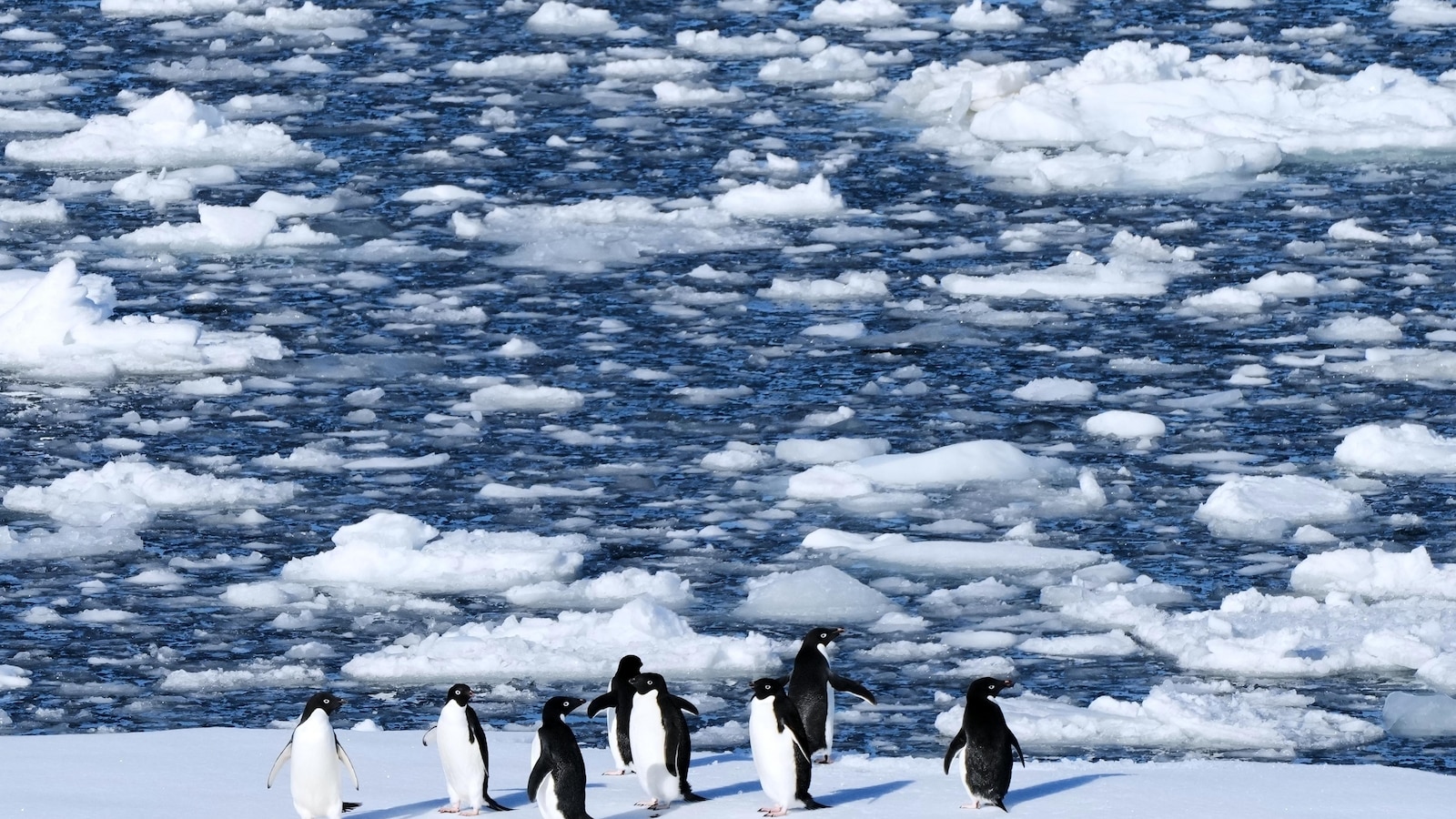 Researchers find Antarctic penguin breeding is heating up sooner, and that's a problem