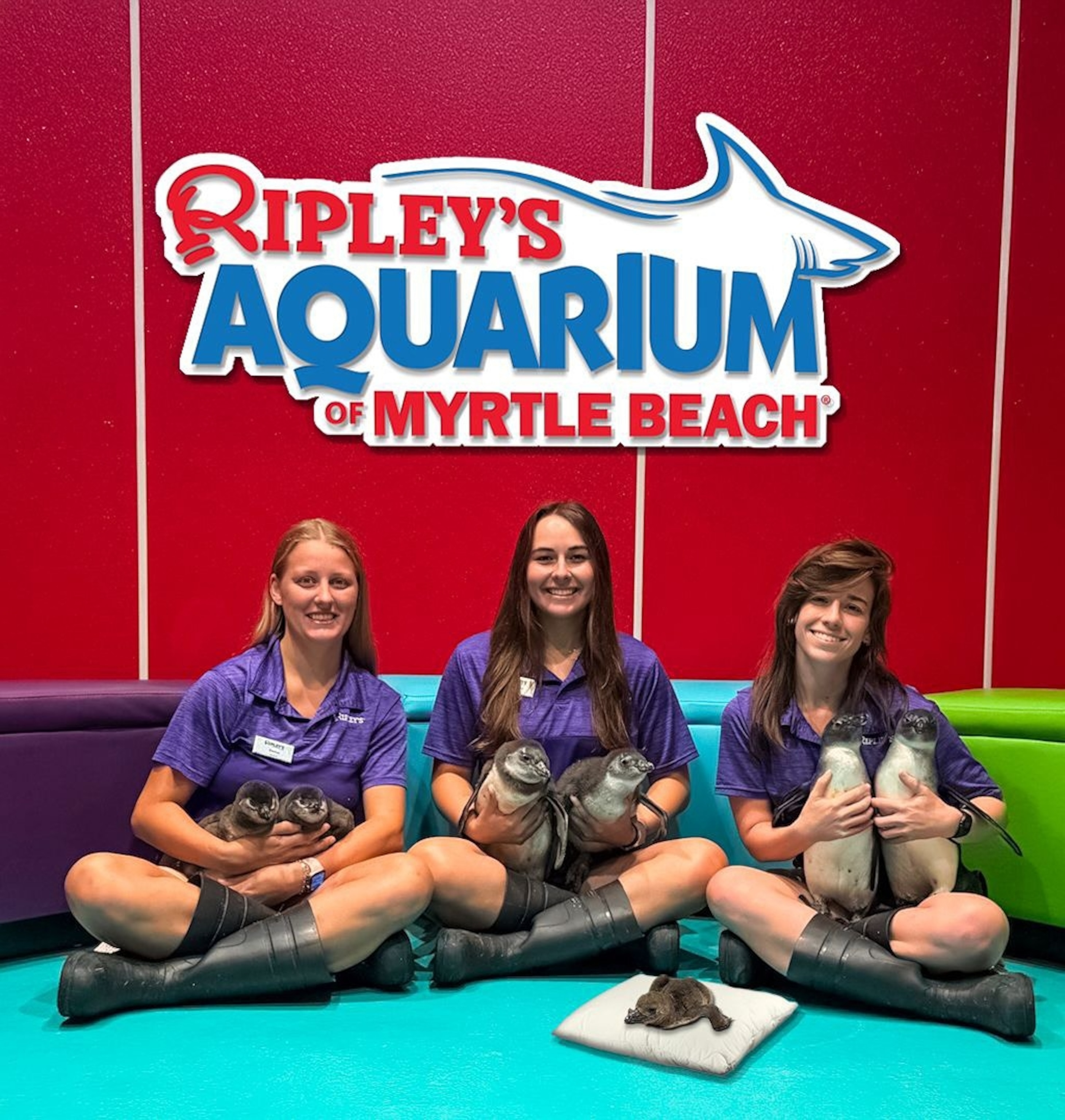 PHOTO: Ripley's Aquarium of Myrtle Beach has welcome seven African Penguin chicks this year.