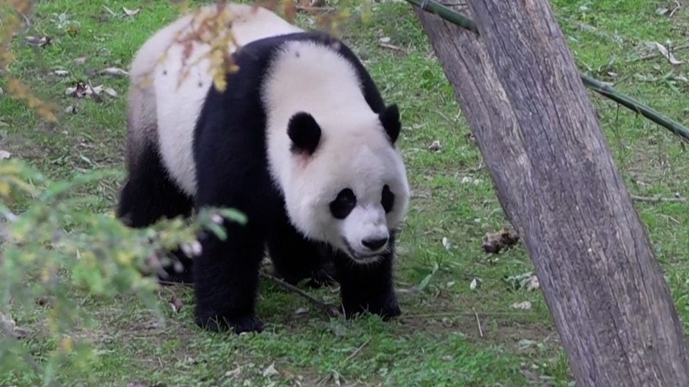 Video National Zoo Pandas Set To Move To China Abc News Video National Zoo Pandas Set To Move To China Abc News
