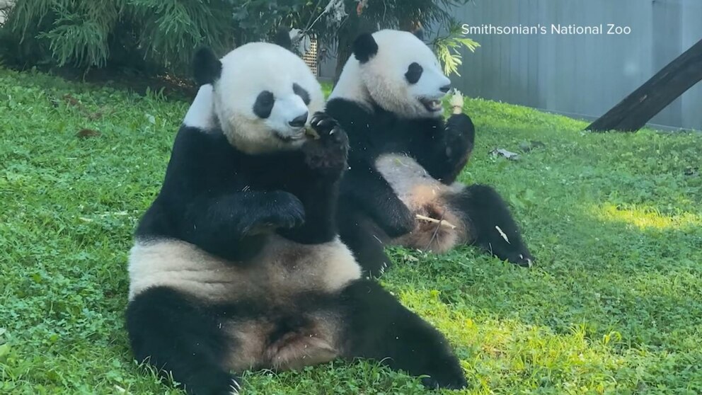 Video Giant Pandas Return To China After 50 Years At The Smithsonian S Video Giant Pandas Return To China After 50 Years At The Smithsonian S