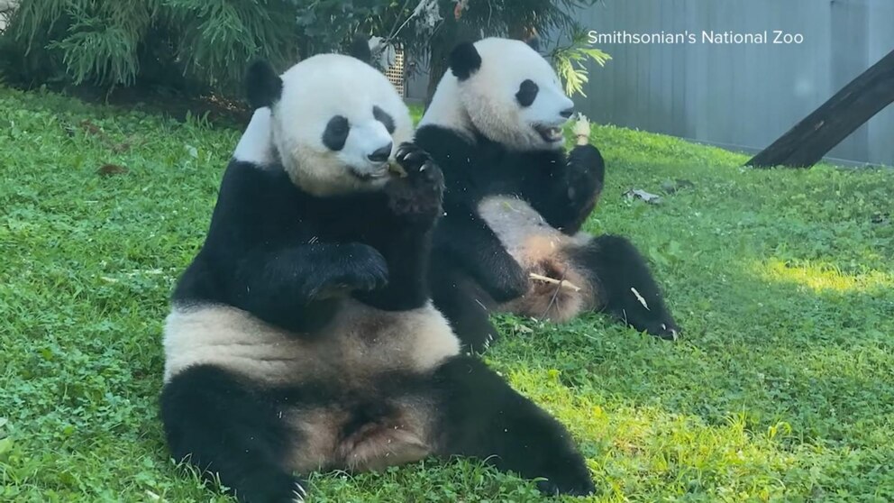 The Giant Pandas Have Left the National Zoo. What's Next for U.S.