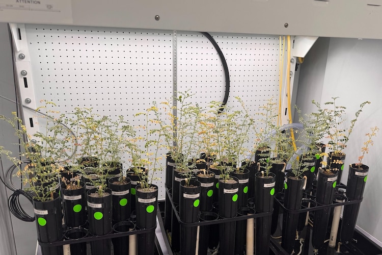 Chickpeas have successfully grown and been harvested in simulated moon dirt