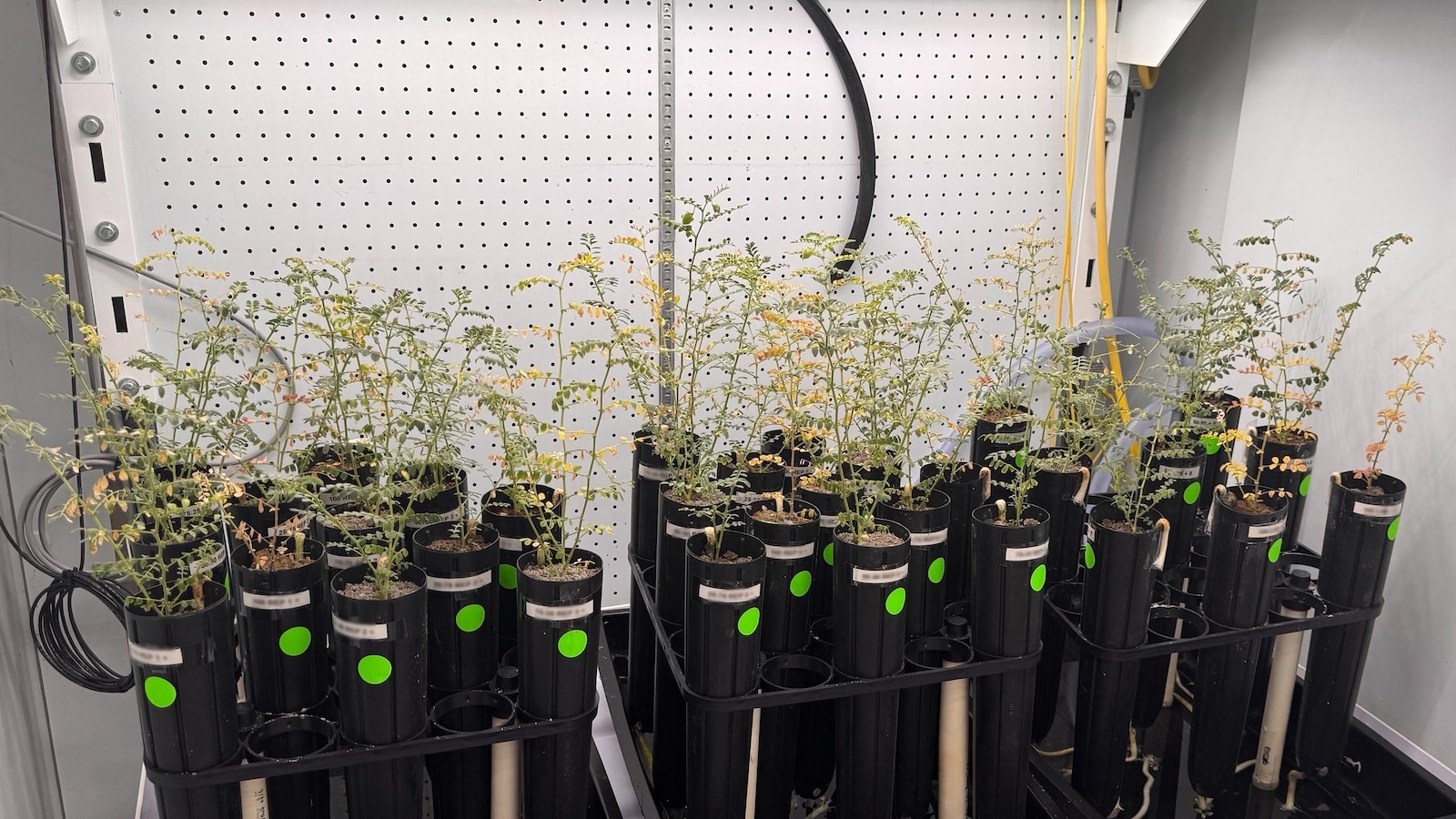 Chickpeas have successfully grown and been harvested in simulated moon dirt, a new study says