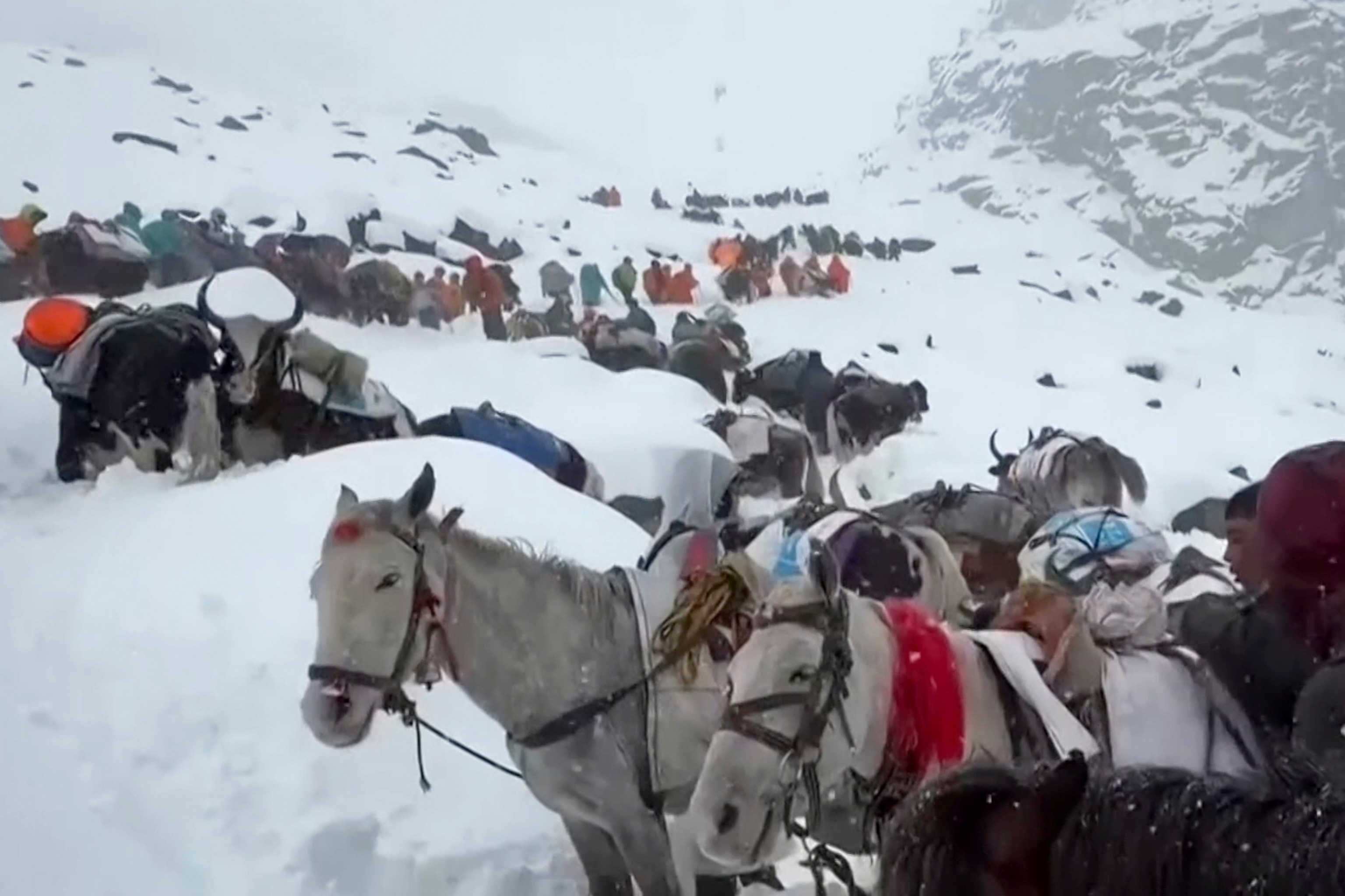 PHOTO: In this photo taken Oct. 4, 2025 and released by Lingsuiye, villagers with their oxen and horses ascend the mountain during rescue efforts to reach hundreds of hikers trapped on a slope of Mount Everest in Tibet on Sunday, Oct. 5, 2025.