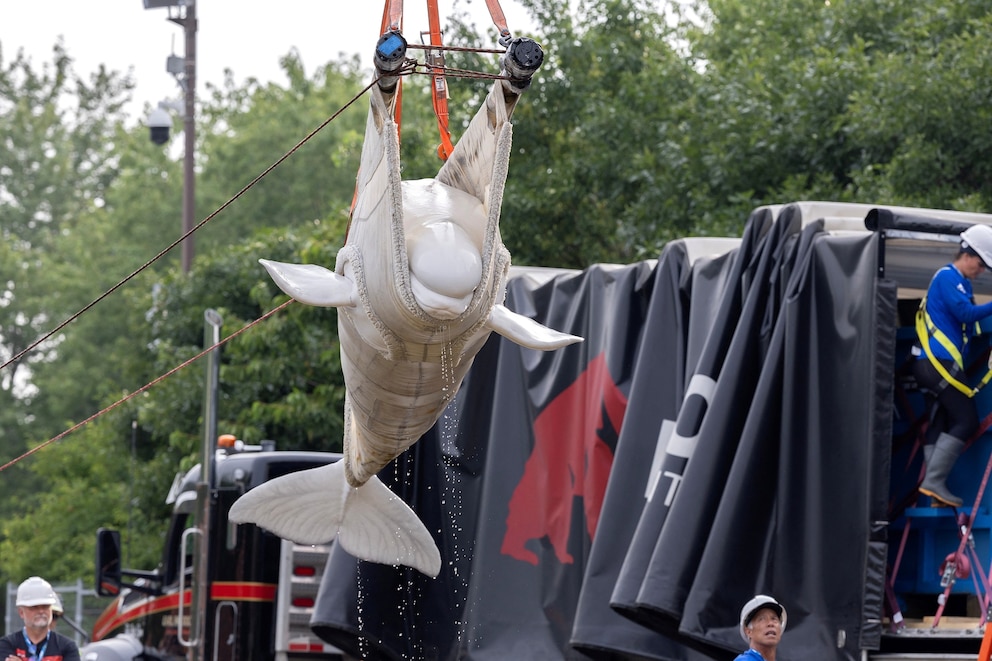 PHOTO: Members of the relocation team use a sling to move a beluga whale, one of the first batch of six to be transported to aquariums in the U.S., at the closed marine park Marineland Canada in Niagara Falls, Ontario, Canada, on July 20, 2026.