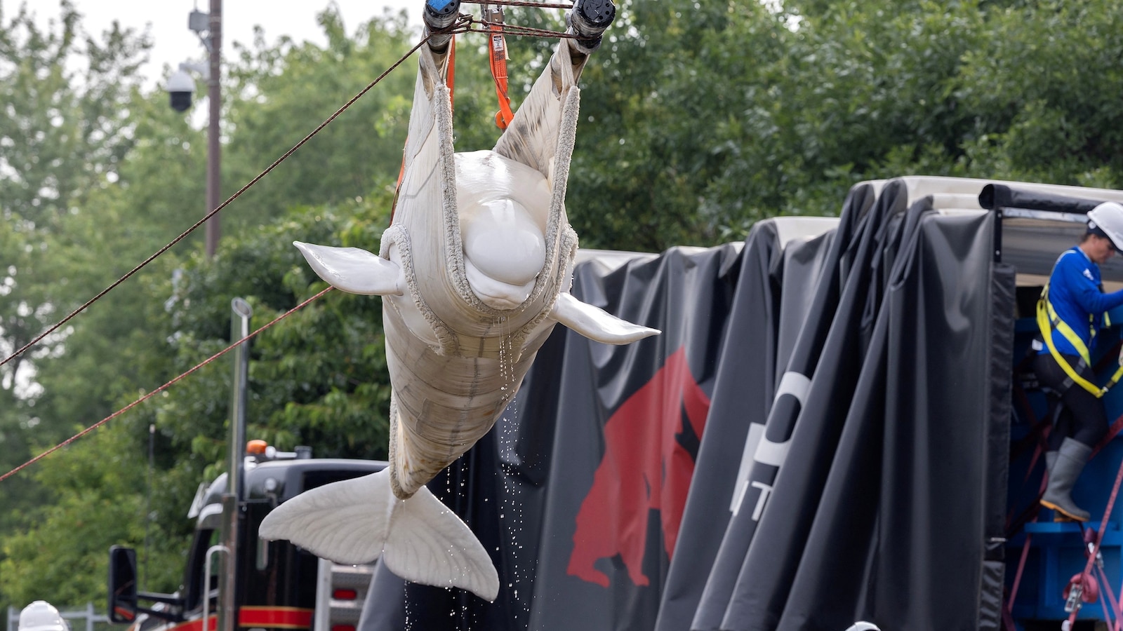Over 30 beluga whales are being transferred from a shuttered amusement park in Canada to aquariums across the U.S. and Spain. 
 
The international endeavor save