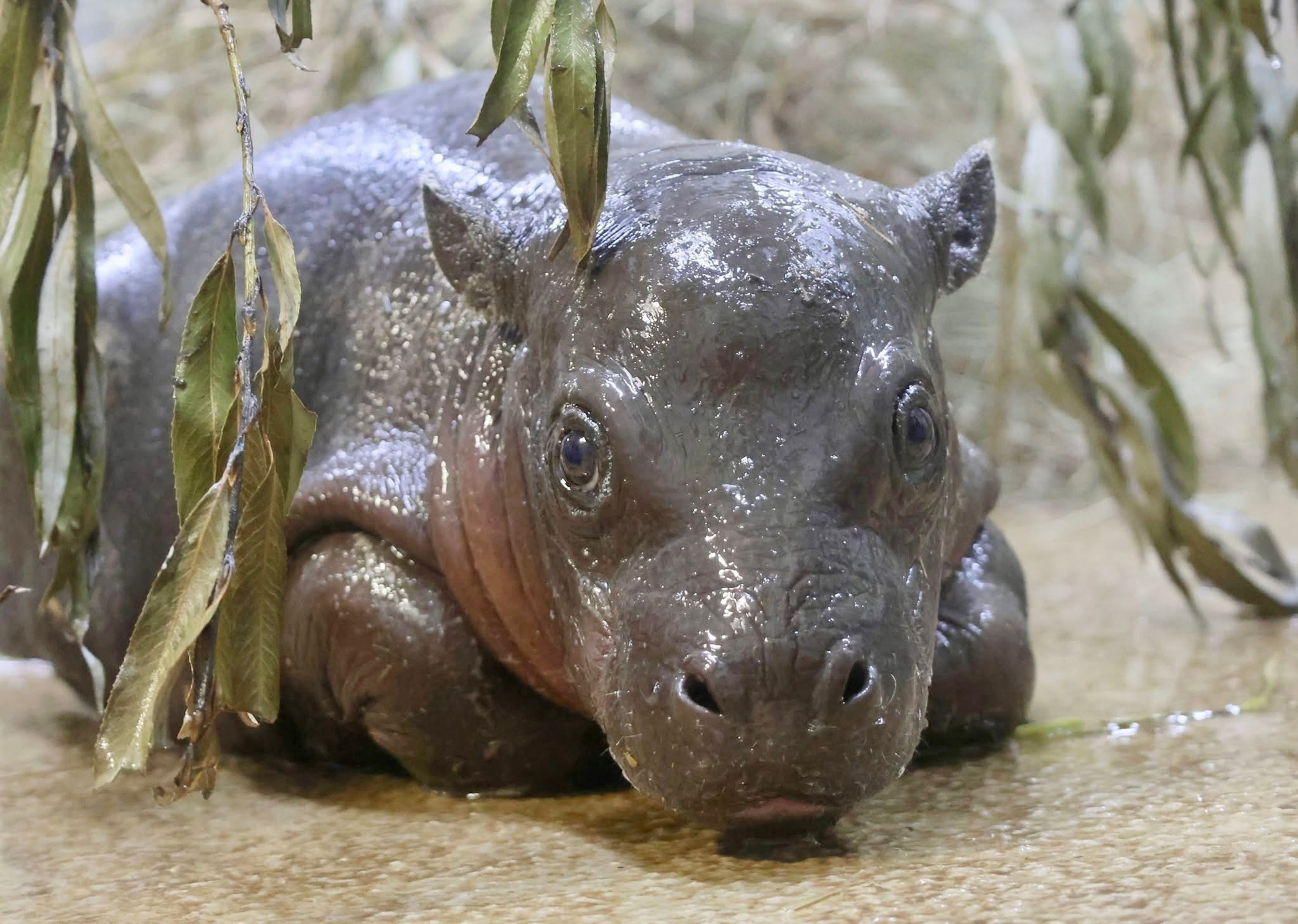 David Muir shares the heartwarming story of Mars, the baby hippo who went  viral - ABC News