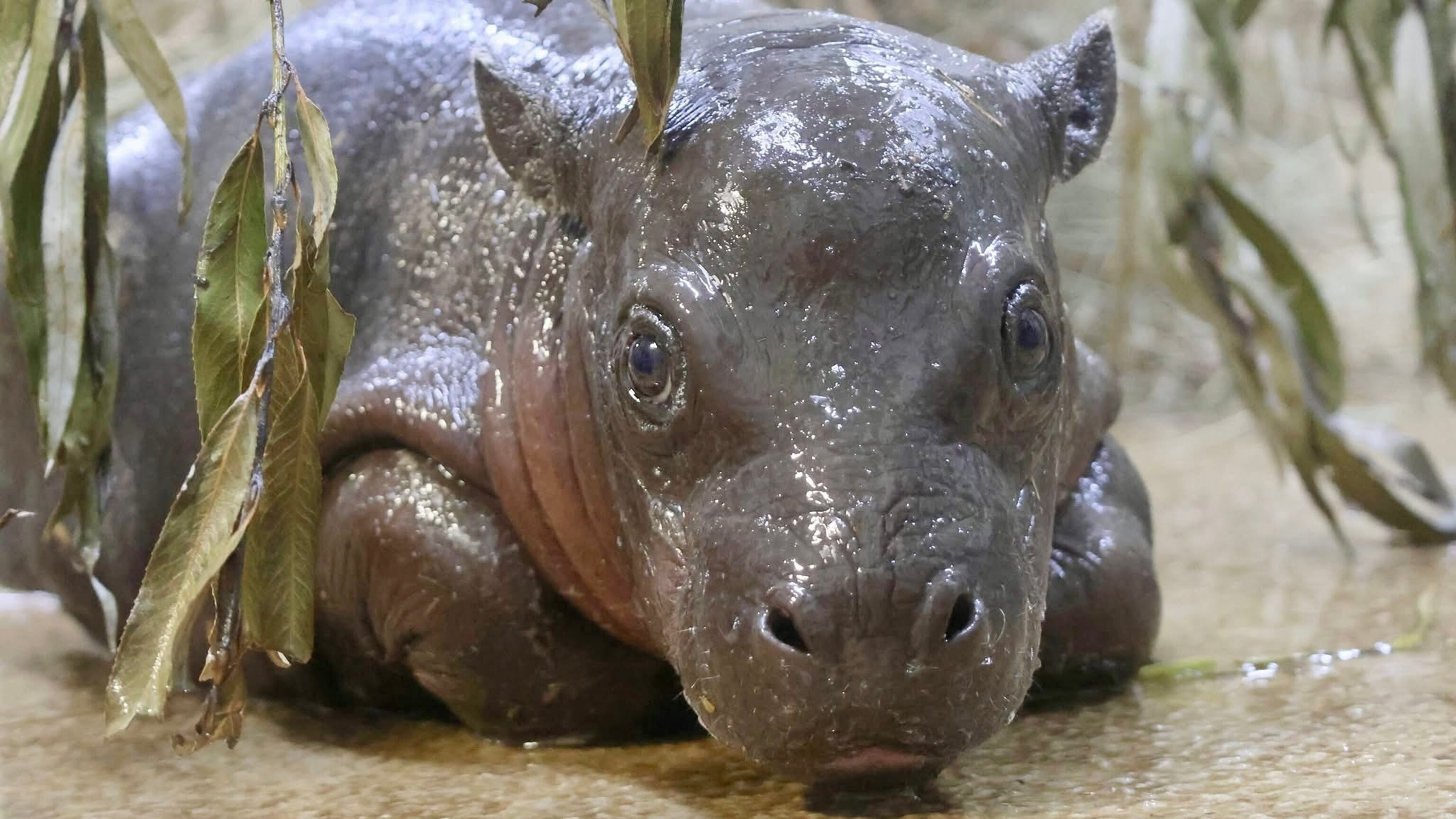 ヒッポ海を渡る　7か国　Hippo Goes Overseas ヒッポ海を渡る 7か国 Hippo Goes Overseas