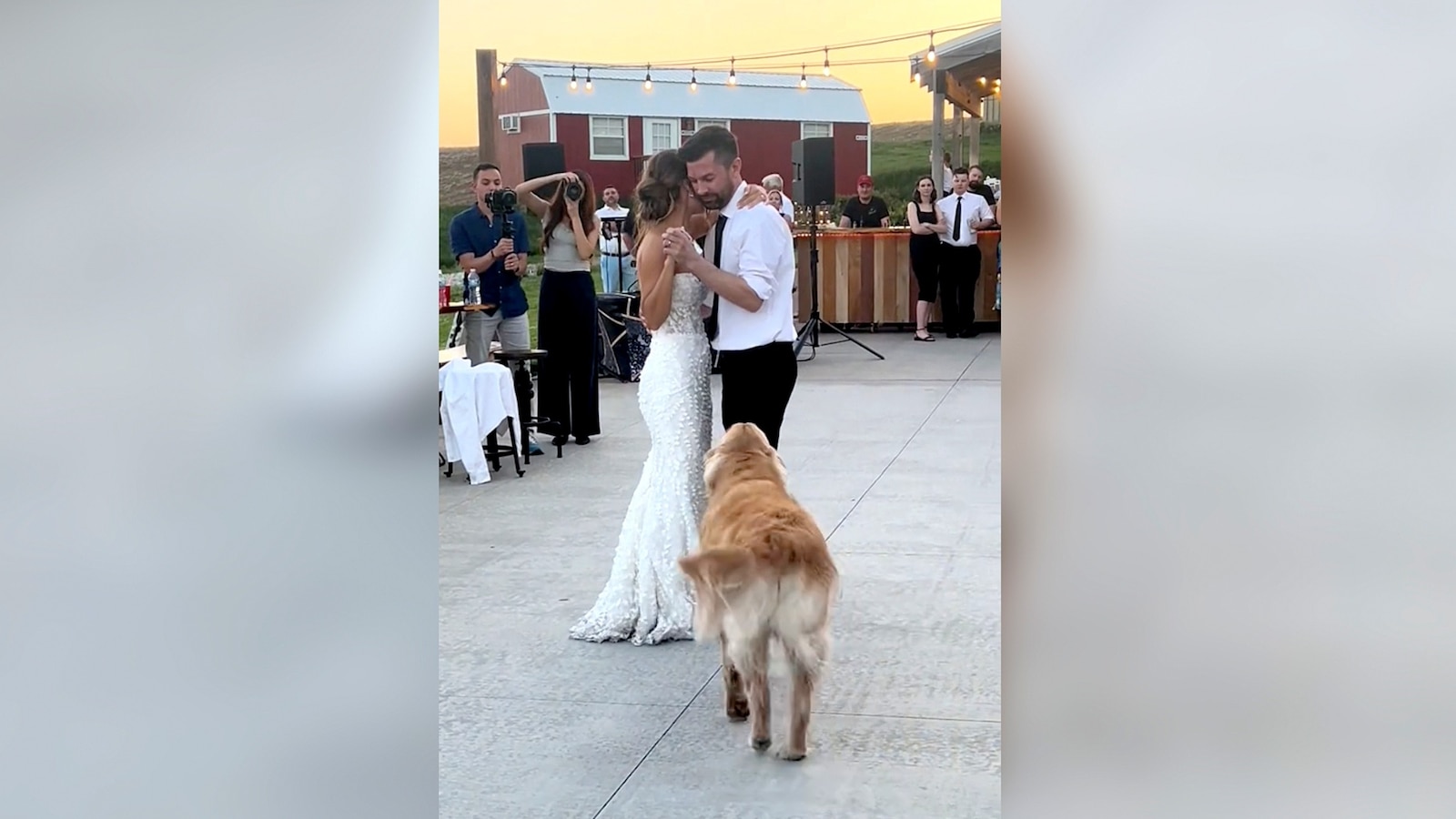 Rit Rever 2-year-old golden retriever steals the show at parents' wedding - ABC News