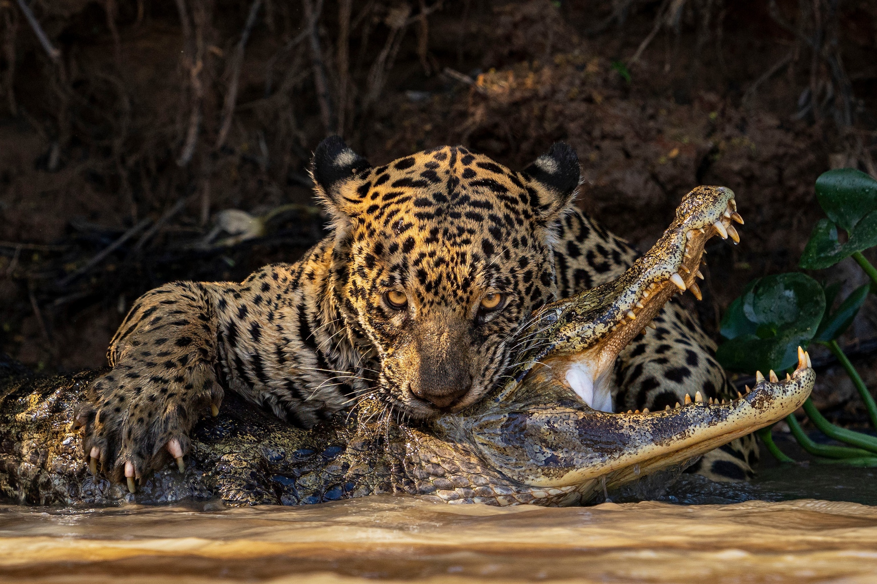 写真集 Wildlife Photographer of the Year 6冊 写真集 Wildlife Photographer of the Year 6冊 Wildlife