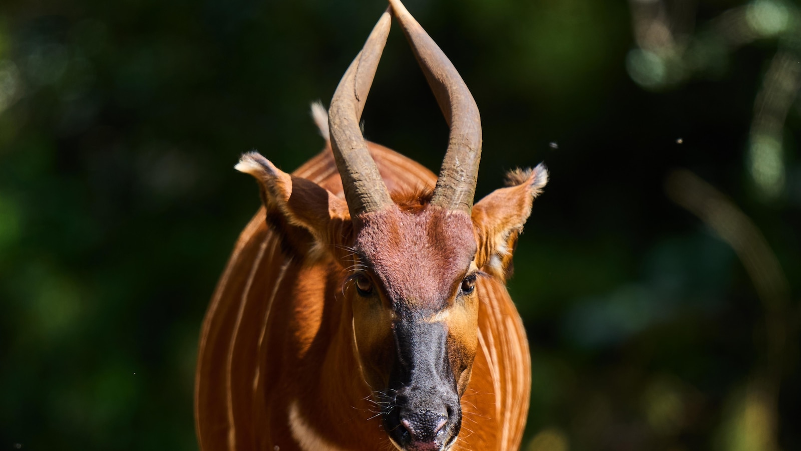 'Ghost of the forest' returns to Kenya as conservationists reintroduce rare antelope into the wild