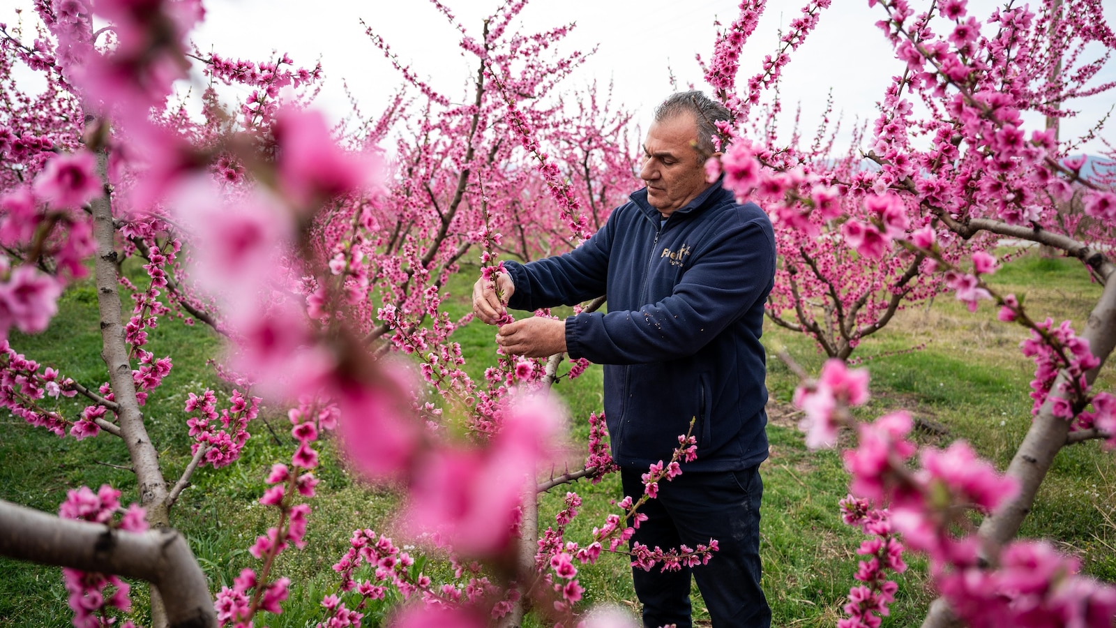 A pink veil across the fields: Thousands flock to Greece’s peach blossoms