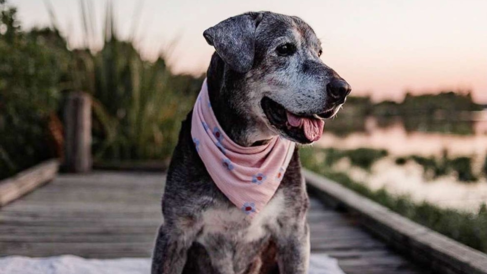 19-year-old dog treated to bucket list fun in new foster home - Good ...