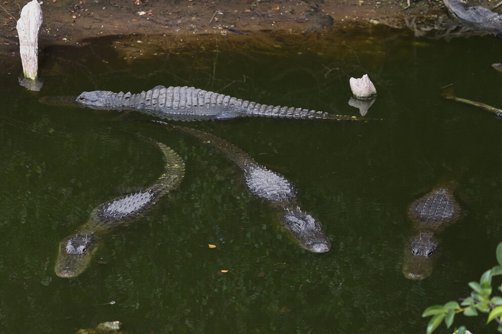 PHOTO: Alligators crowd into the water in the Florida Everglades National Park, May 19, 2025. 