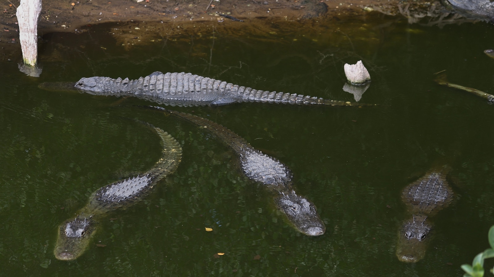 Generalstaatsanwalt von Florida schlägt Migrantenhaftzentrum „Alligator ...
