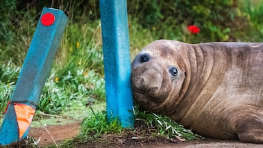 Officials ask fans to respect privacy of Neil, a 1-ton seal ...