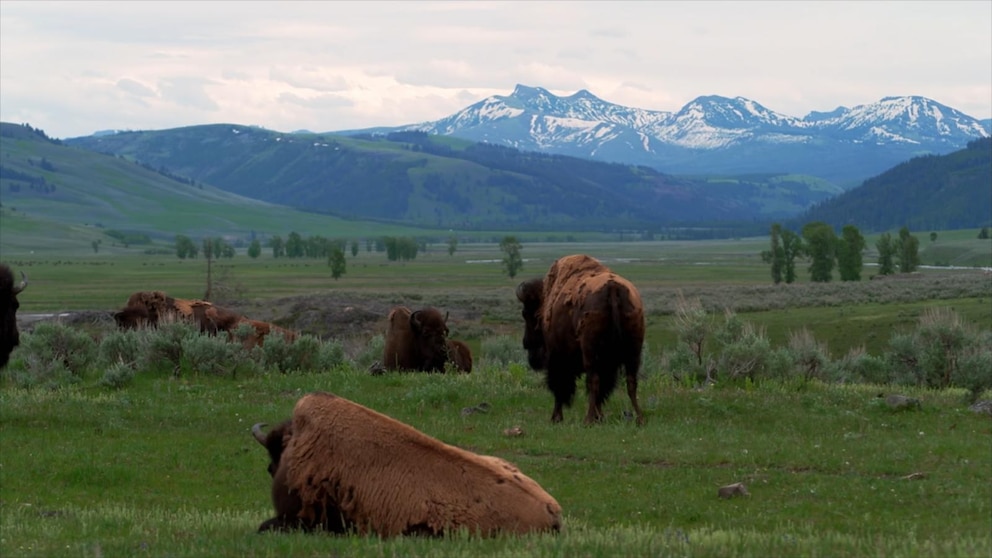 Video '7 Natural Wonders of America': Yellowstone National Park