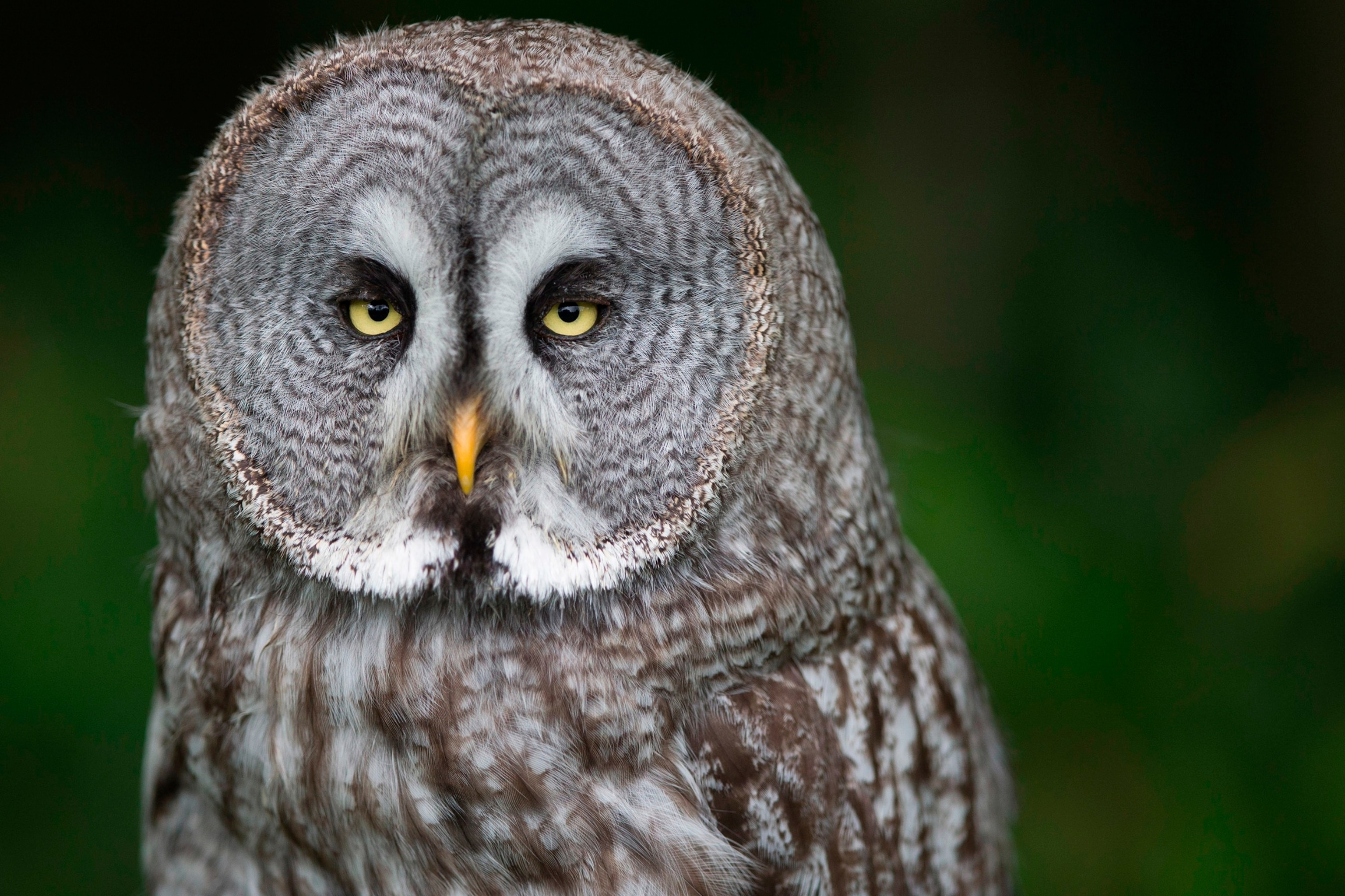 PHOTO: A great gray owl rests in the Rambouillet forest, on July 31, 2013.