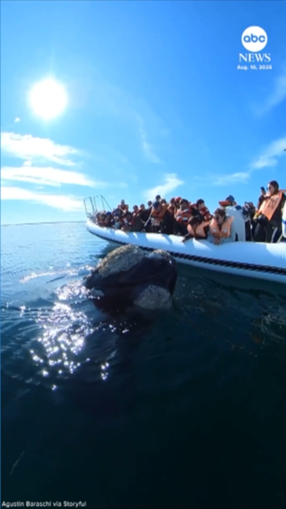 NextImg:Video Whale greets tour boat passengers in Patagonia