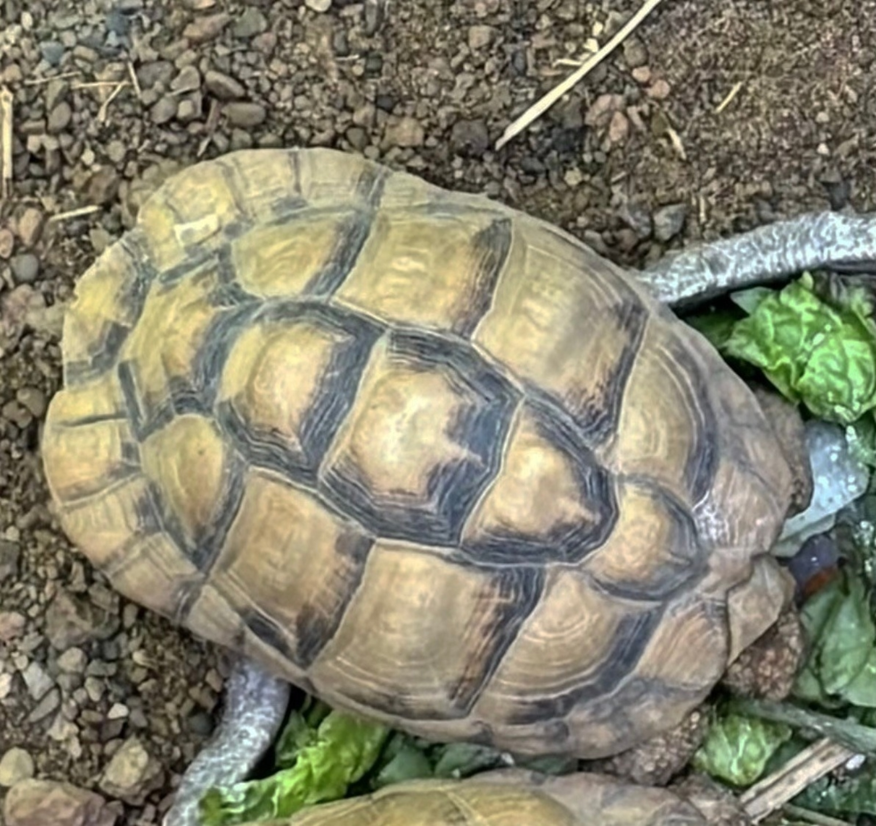 2 critically endangered tortoises stolen from Indianapolis Zoo 'safely