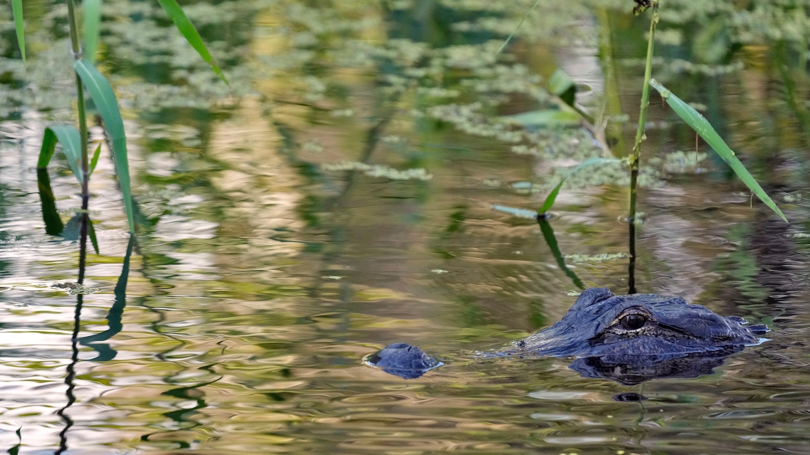 Fisherman, 71, attacked and killed by 12-foot alligator alongside Florida lake