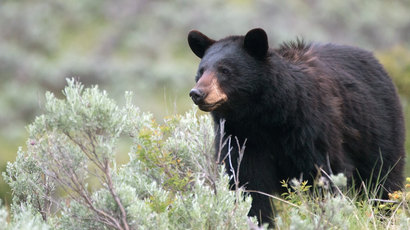 Two new bear attacks are under investigation in Colorado after a bear went into a 17-year-old girl's room while she slept, and in a separate incident a bear attacked a woman in a tent, officials said.