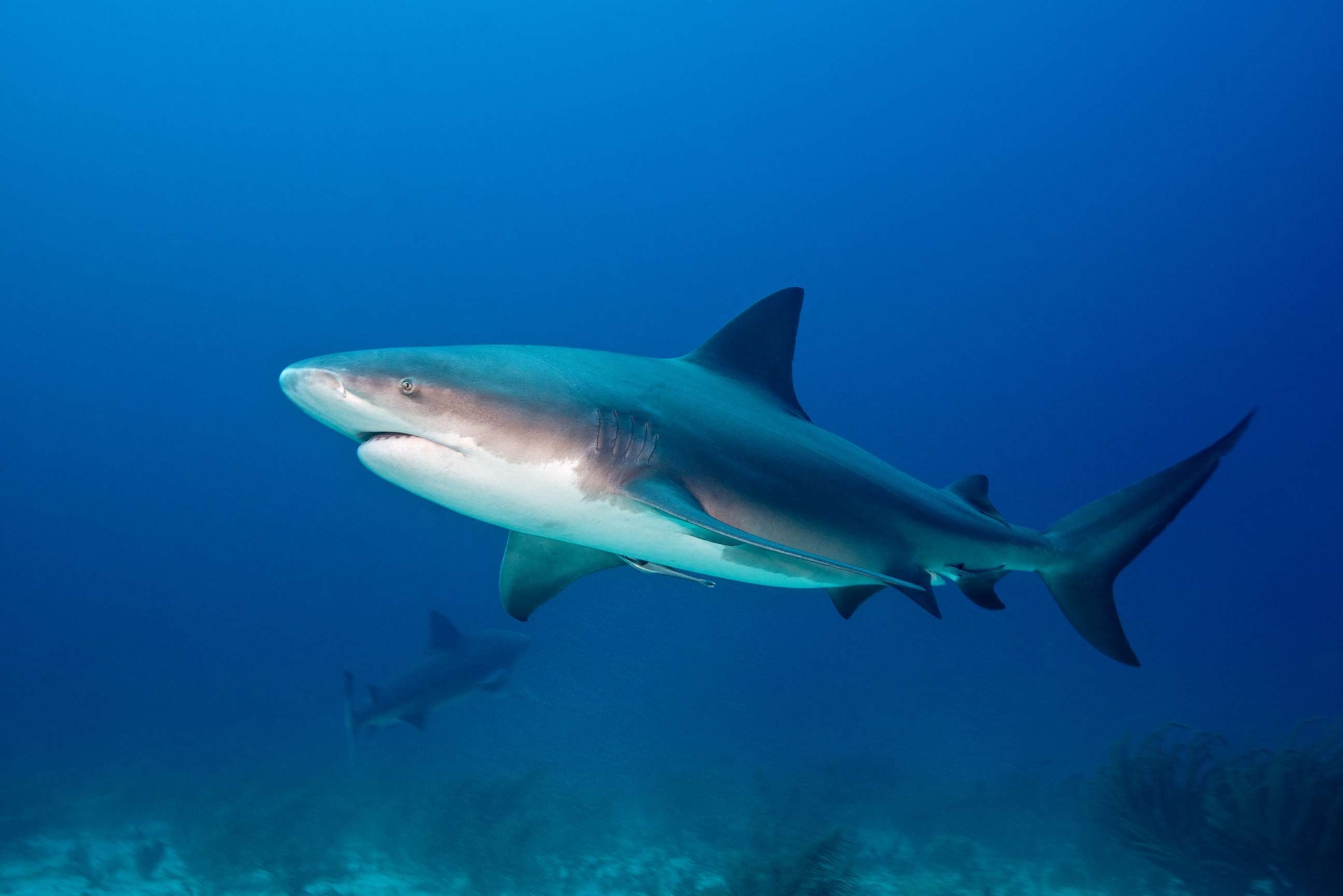 PHOTO: In this undated file photo a Bull Shark is seen.